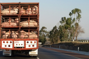 Giá heo hơi hôm nay (2/4): Cao nhất vẫn ở mức 35.000 đồng/kg