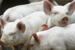 Dự báo giá heo hơi (3/4): Có thể được hỗ trợ nhờ Trung Quốc áp thuế nhập khẩu với thịt heo Mỹ?