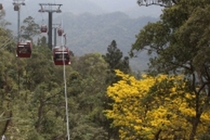 Hoa mai Yên Tử vàng rực trên non thiêng