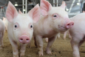 Giá thịt heo Mỹ xuống thấp nhất trong 16 tháng sau công bố áp thuế nhập khẩu của Trung Quốc