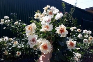 Vườn hồng leo triệu bông rực rỡ khoe hương sắc quanh năm ở Đắk Lắk