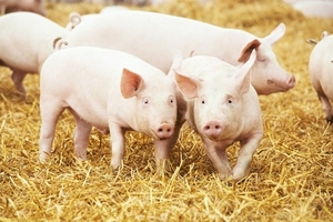 Giá heo hơi hôm nay (5/4): Tiếp tục tăng nhẹ tại nhiều nơi