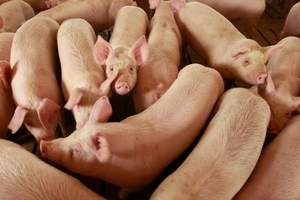 Giá heo hơi hôm nay (7/4): Mức tăng nhiều nhất vẫn là 3.000 đồng/kg