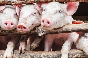 Dự báo giá heo hơi (8/4): Vì sao giá trong nước tăng liên tục?