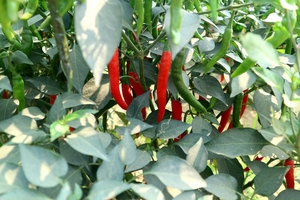 Ớt rớt giá, điệp khúc được mùa mất giá lại tái diễn