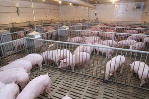 Giá heo hơi hôm nay (8/4): Ghi nhận tuần tăng thứ 2 liên tiếp