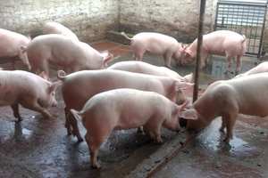 Giá heo hơi hôm nay (9/4): Miền Bắc trở lại mốc 36.000 đồng/kg