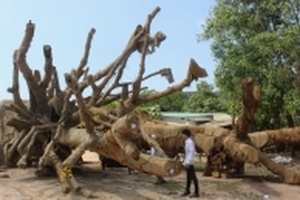 Cây 'quái thú' thứ 3 không được chính quyền địa phương cho phép khai thác