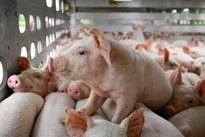 Giá heo hơi hôm nay (10/4): Miền Trung tăng tới 5.000 đồng/kg