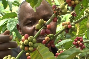 Giá cà phê hôm nay (10/4) lên 37.000 đồng/kg ở nhiều nơi, giá hồ tiêu tăng 1.000 đồng