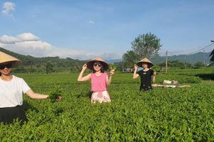 Đồi chè Sơn Tây – Điểm du lịch lý tưởng giữa thiên nhiên thanh bình