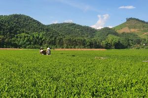 Chuyển đổi số – Động lực phát triển nông thôn Hà Tĩnh