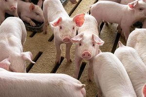 Giá lợn hơi hôm nay 1/12: Tăng rải rác tại các tỉnh thành trên cả nước