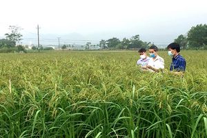 Lúa nếp đặc sản Quạ Đen - Ngọc trời của vùng đất Thanh Sơn