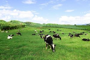 Mộc Châu Milk (MCM) đặt mục tiêu lợi nhuận đạt 343 tỷ đồng trong năm 2022