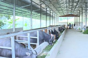 Yên Minh (Hà Giang): Đẩy mạnh phát triển chăn nuôi theo hướng gia trại