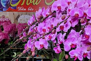 Hoa Lan Hải Yến – Điểm hẹn lan hồ điệp rực rỡ mỗi độ xuân về tại Hải Phòng