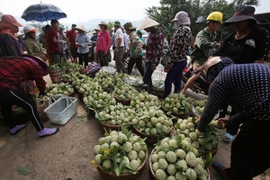 Na Lạng Sơn vào vụ, quả đẹp bán giá từ 50.000-70.000 đồng/kg