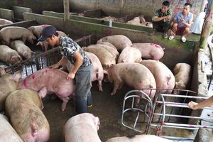 Giá lợn hơi hôm nay 31/12: Tăng giảm trái chiều ở nhiều địa phương trên cả nước