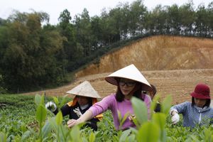 Thái Nguyên: Hợp tác xã trà Thái Minh phát triển, làm mới sản phẩm trà ướp hoa mộc