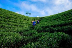 Đồng Khuân: Chữa lành dưới những đồi chè xanh mướt