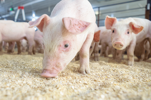 Giá lợn hơi hôm nay 7/9: Điều chỉnh từ 1.000 đồng/kg đến 2.000 đồng/kg