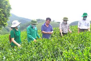 Thanh Sơn (Phú Thọ): Hướng cây chè trở thành cây trồng chủ lực của địa phương