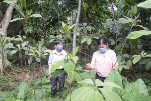 Tuyên Quang: Thúc đẩy phát triển cây dược liệu