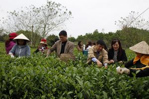 Thái Nguyên: Huyện Đồng Hỷ nâng cao giá trị sản phẩm chè Văn Hán vươn xa