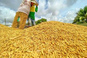 Xuất khẩu gạo tăng cả lượng và giá trị