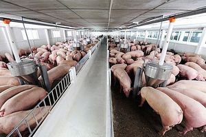 Giá lợn hơi hôm nay 26/11: Đồng loạt đi ngang