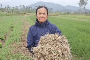 Hà Tĩnh: Hành tăm vào vụ, niềm vui lan tỏa trên những cánh đồng Can Lộc