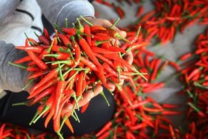 Việt Nam xuất khẩu 8.296 tấn ớt, thu về hơn 15,7 triệu USD
