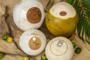 Trong năm 2023 dự báo xuất khẩu dừa có thể đạt 1 tỷ USD