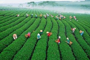 Du lịch nông nghiệp, nông thôn: Nâng cao giá trị nông sản Việt
