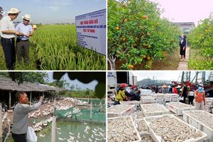 Nghệ An: Phát triển nông nghiệp theo hướng hiện đại