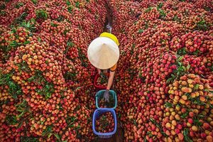 Xây dựng thương hiệu nông sản: Nâng cao giá trị sản phẩm Việt