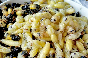 Bản tin Tiêu dùng 8/8: Nhộng ong vò vẽ có giá nửa triệu đồng/kg