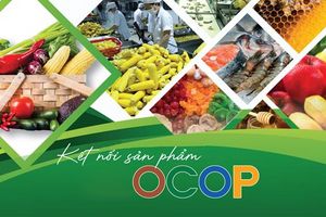 OCOP – Đòn bẩy phát triển kinh tế nông thôn