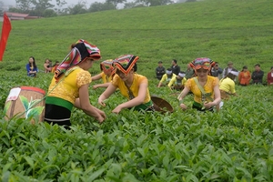 Tưng bừng Ngày Hội Trà Cao nguyên Mộc Châu lần thứ IV năm 2019