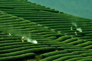 Tiệc trà kết nối CEO 100: Văn hóa trà Việt - Cầu nối kinh tế