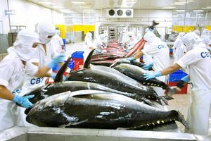 Xuất khẩu cá ngừ sang khối Trung Đông giảm nhẹ