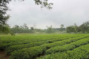 Chống hạn cho cây chè giữa “chảo lửa” miền Trung