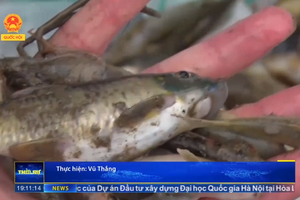 Lào Cai: Cá chết bất thường trên sông Hồng - Loại trừ nguyên nhân từ Việt Nam