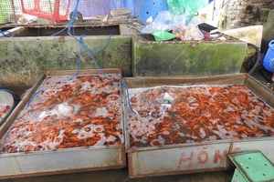 Tết ông Công ông Táo: Dân chuyển sang cúng cá giấy, cá chép vàng giảm giá 70% vẫn ế, người bán kêu trời