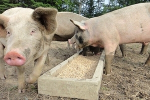 Giá heo (lợn) hơi hôm nay (25/12): Giảm 1.000 - 2.000 đồng/kg ở miền Nam