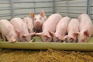 Giá lợn hơi hôm nay 14/1: Tăng 1.000 - 2.000 đồng/kg tại một số địa phương