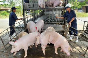 Giá lợn hơi hôm nay 10/12: Tăng nhẹ 1.000 đồng/kg tại khu vực miền Trung, Tây Nguyên và miền Nam