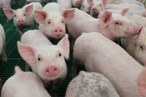 Giá lợn hơi hôm nay 29/6: Điều chỉnh giảm nhẹ tại một số địa phương