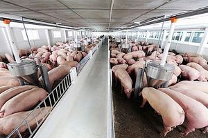 Giá lợn hơi hôm nay 28/12: Đồng loạt đứng yên tại nhiều tỉnh thành trên cả nước